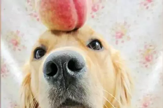 Можно ли собакам есть персики? Какие вещества, содержащиеся в персиках, полезны для собак?