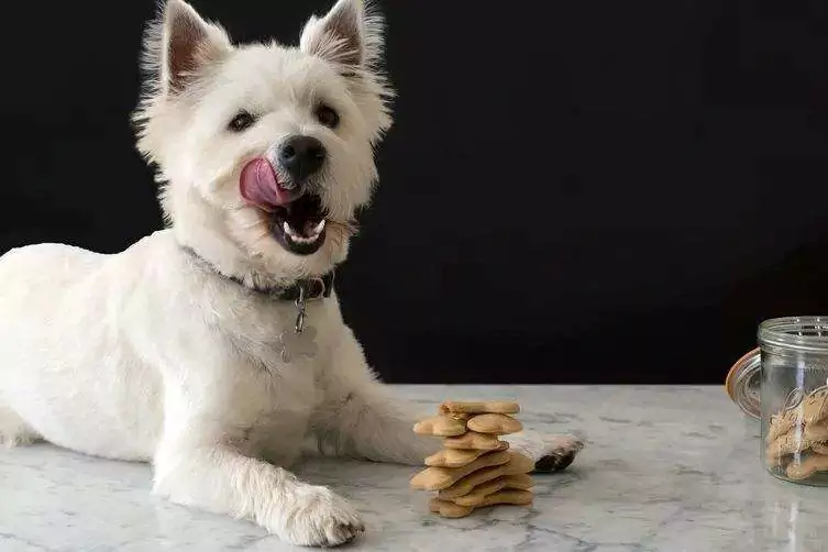 Можно ли собакам есть арахис? Меры предосторожности для собак, поедающих арахис