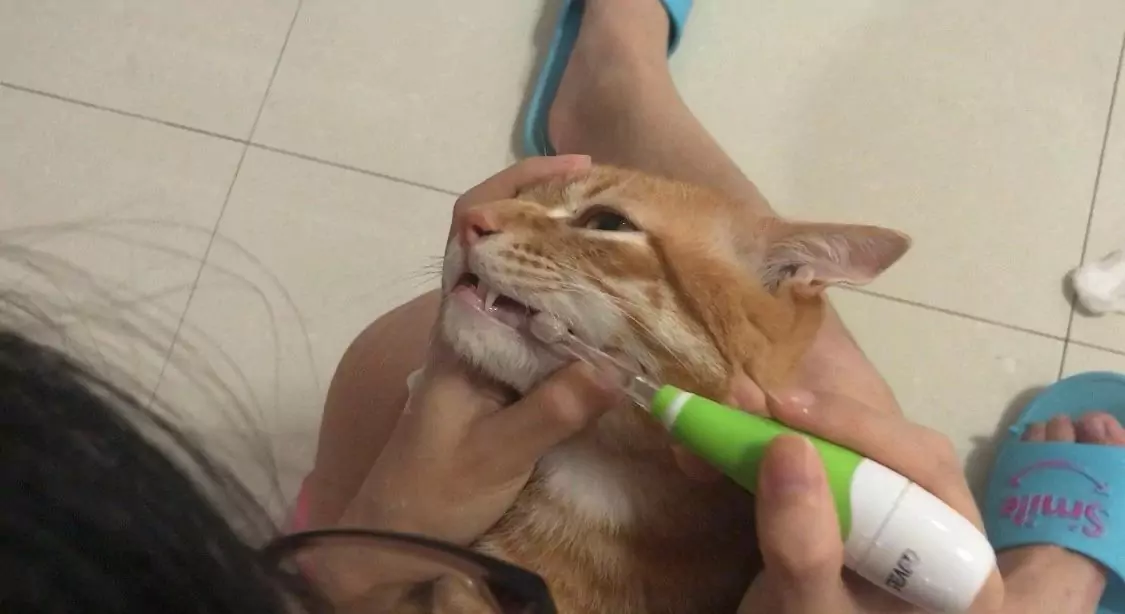 Как чистить зубы кошке?