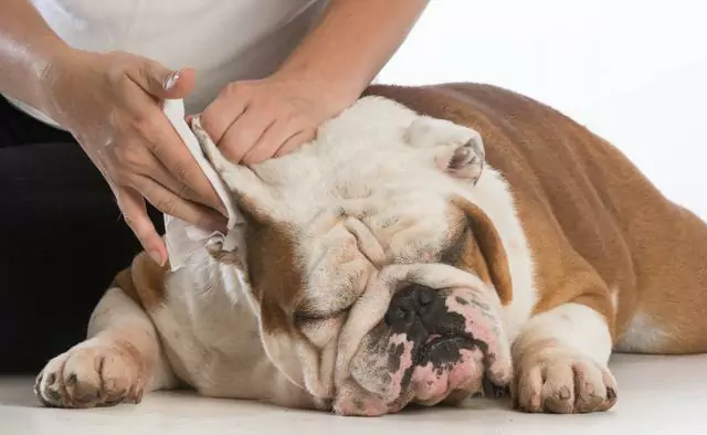Как чистить уши собаки? Если не чистить уши собаки в течение длительного периода времени, это может привести к немыслимым проблемам.