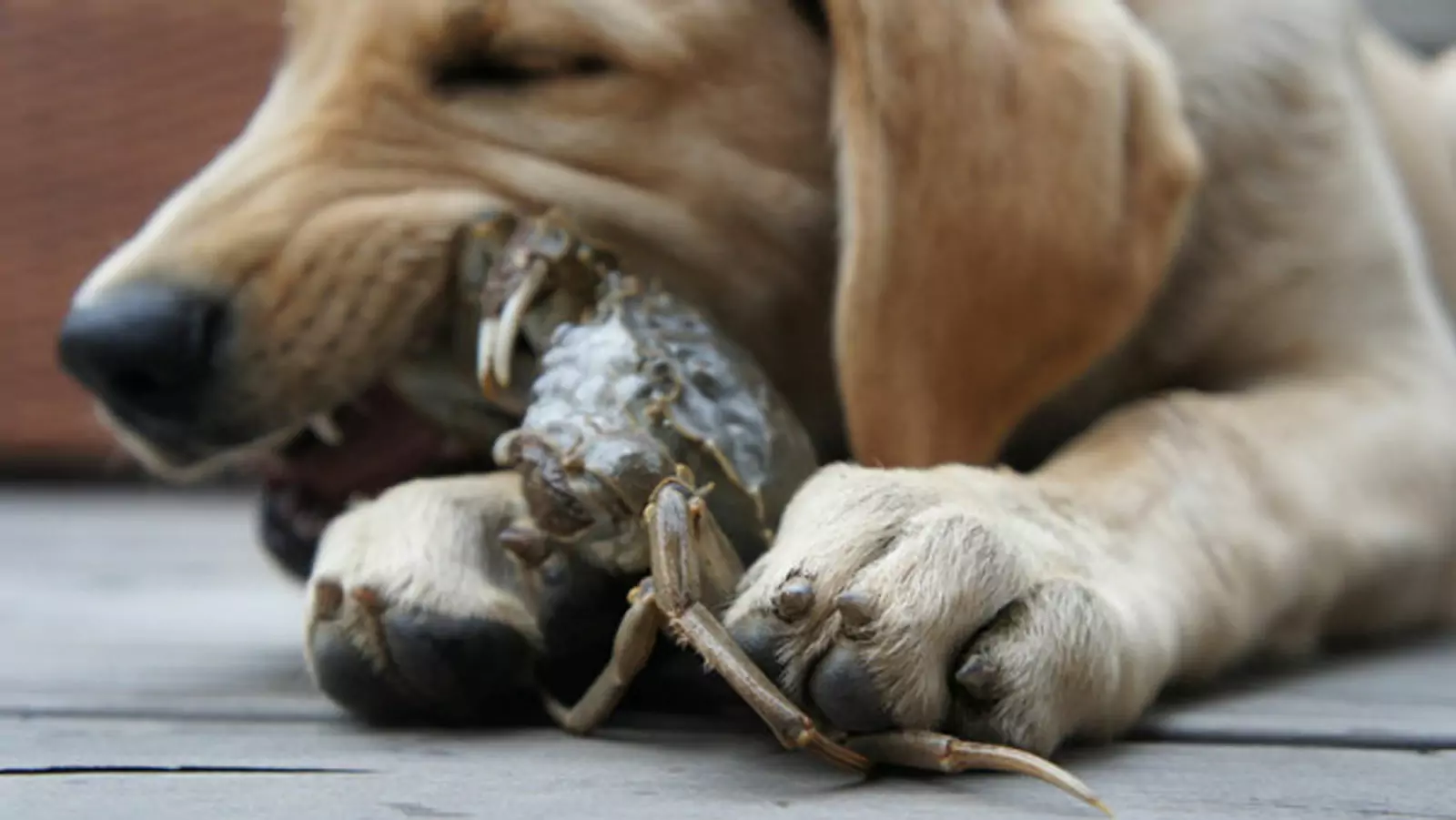 Можно ли собакам есть крабов? В чем опасность того, что собаки едят крабов?