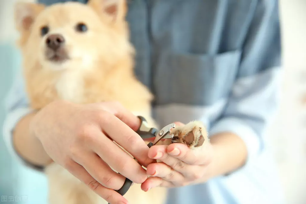 Как подстригать когти у собак? Какую опасность могут представлять слишком длинные когти собаки?