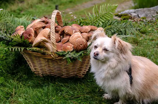 Являются ли грибы токсичными для собак? Каковы симптомы случайного проглатывания грибов