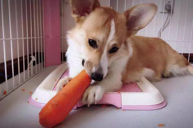 Можно ли собакам есть сырую морковь?