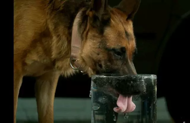 Почему моя собака пьет так много воды? Как считается, что собака пьет слишком много воды?