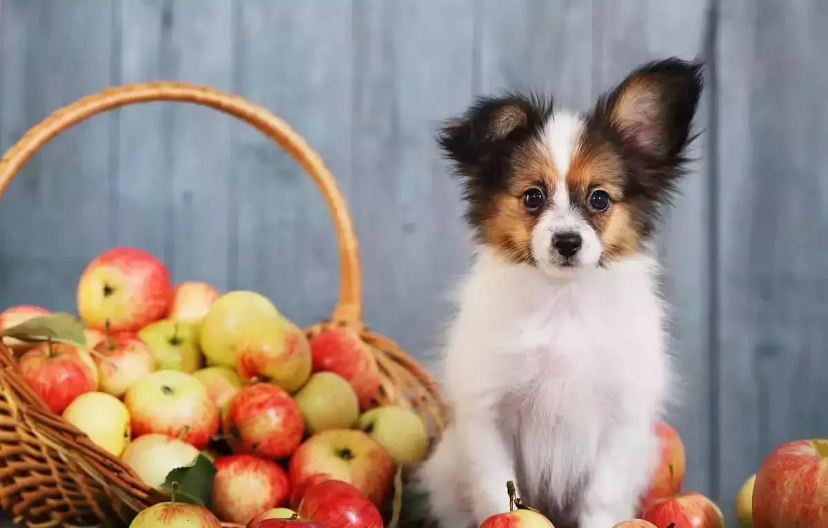 Полезны ли яблоки для собак? Каковы преимущества употребления яблок для собак?