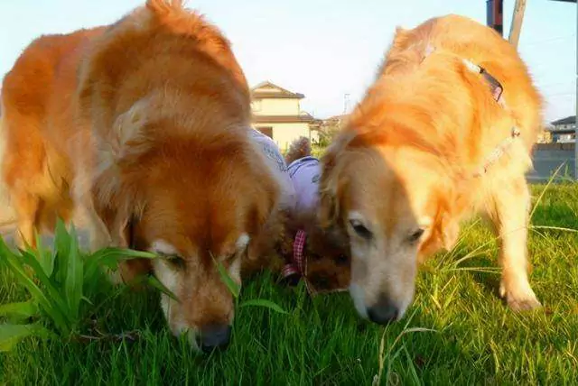 Могут ли собаки есть траву? Почему собаки любят есть траву