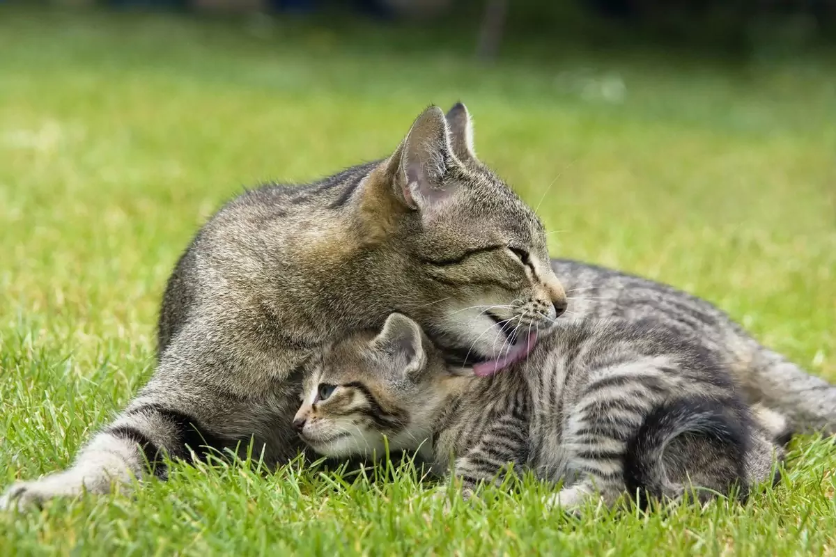 Почему кошки обхаживают друг друга?