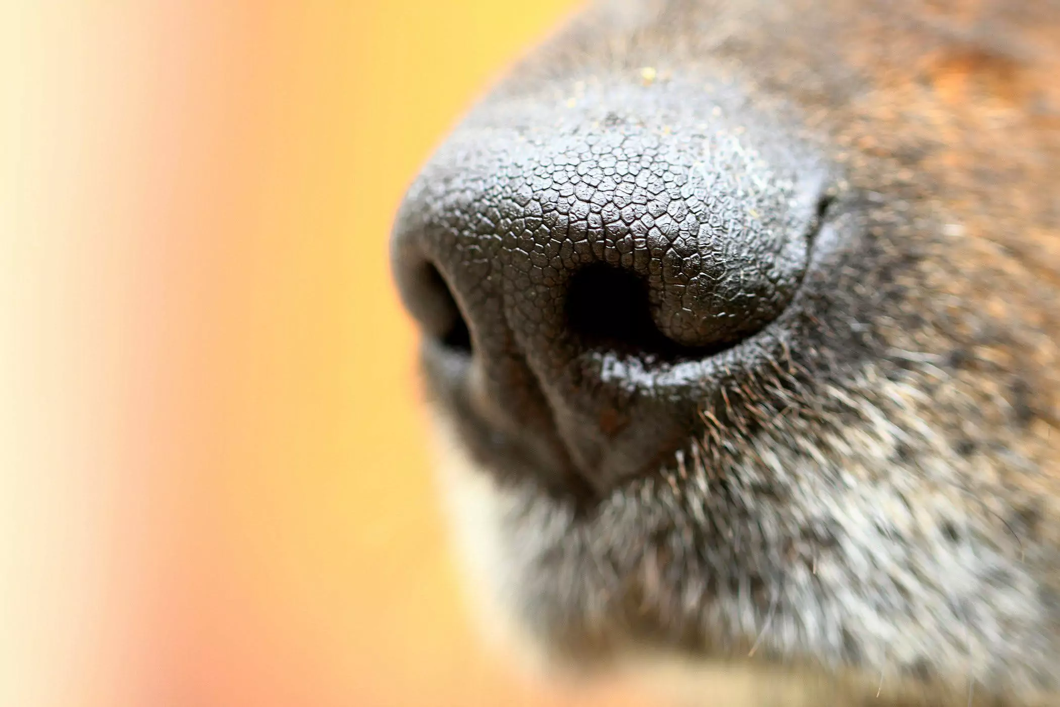 Почему у моей собаки сухой нос