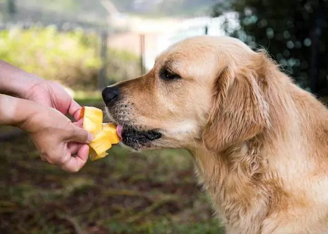 Могут ли собаки есть манго? Какие преимущества дает манго собакам?