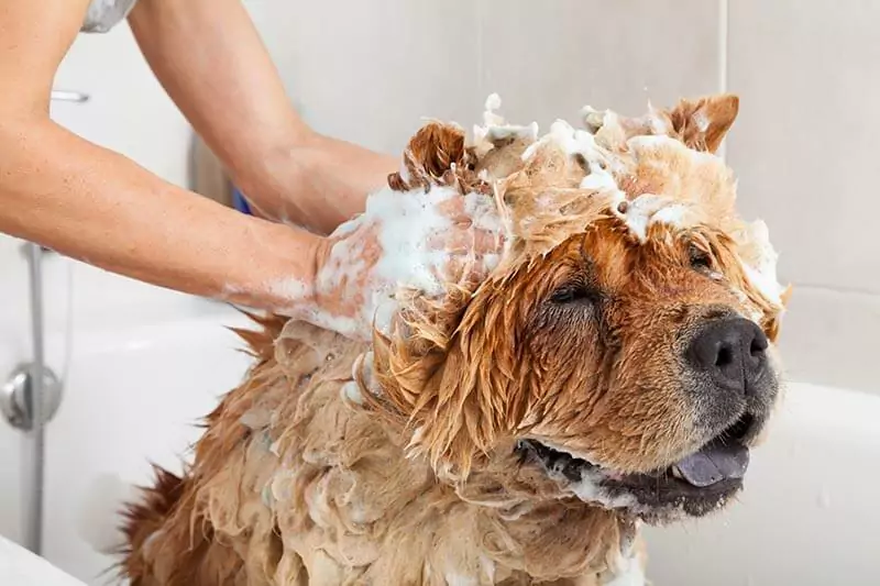 Как часто нужно мыть собаку? Что нужно сказать о мытье собаки?