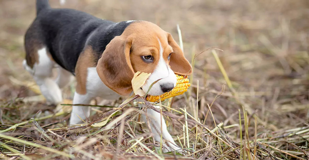 Можно ли собакам есть кукурузу? Меры предосторожности для собак, поедающих кукурузу
