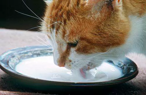 Могут ли кошки пить молоко? Как выбрать сухое молоко для кошки