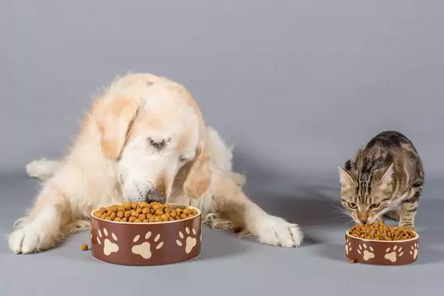 Могут ли собаки есть кошачий корм? Каковы последствия длительного употребления собакой кошачьего корма