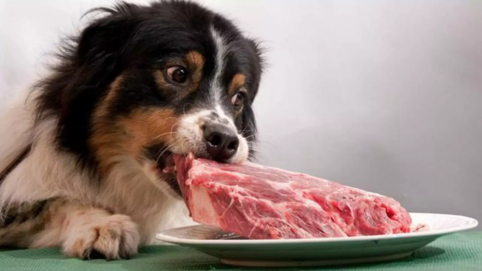 Можно ли собакам есть сырую свинину?