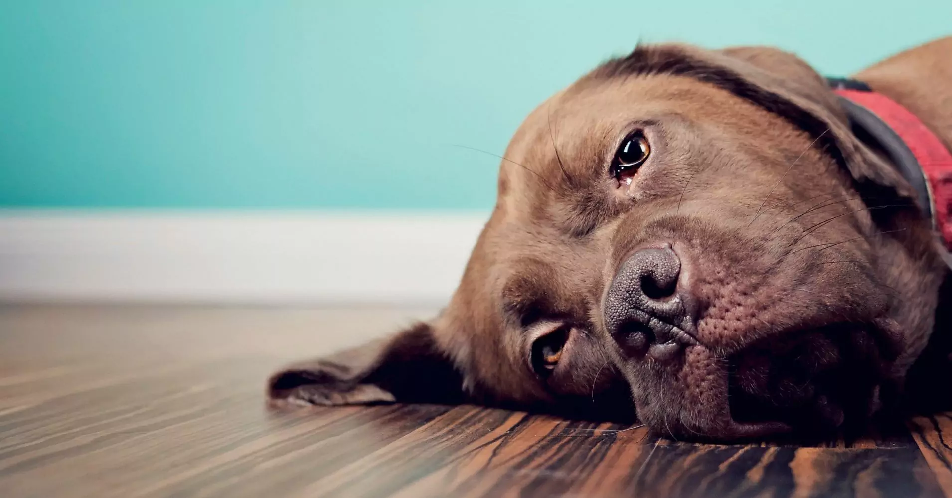 Могут ли собаки чувствовать грусть?