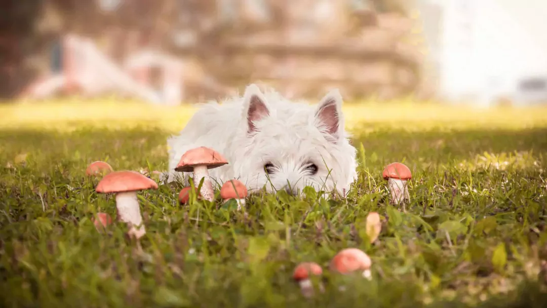 Вредны ли грибы для собак? До и против кормления собак грибами