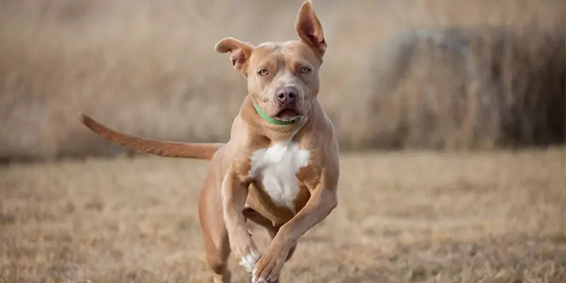 Как быстро может бегать собака?