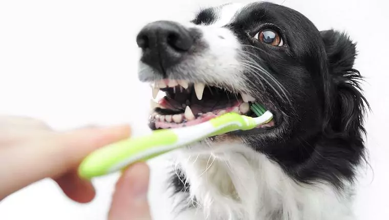 Как чистить зубы вашей собаки? Эти 7 способов помогут вам очистить зубы собаки
