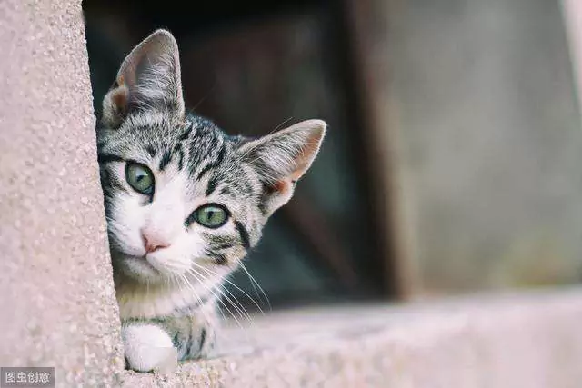 Потеют ли кошки? 4 части кошки, которые не следует мыть