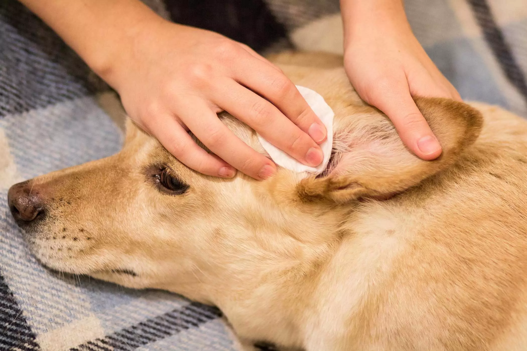 Как чистить уши собаки? Как правильно чистить ушной канал собаки?