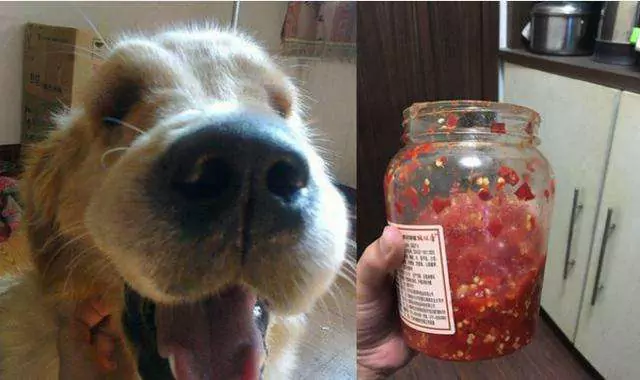 Можно ли собакам есть перец чили? Реакция собак на поедание перца чили