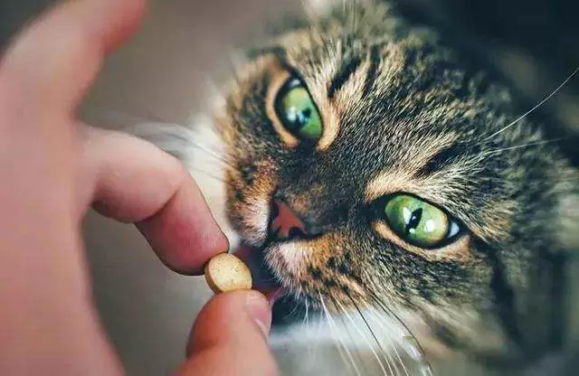 Как давать лекарства кошкам? Как легко давать лекарства кошкам