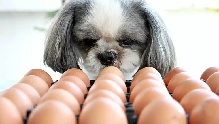 Могут ли собаки есть яйца? Могут ли собаки есть яичный белок? Каковы преимущества яиц для собак?