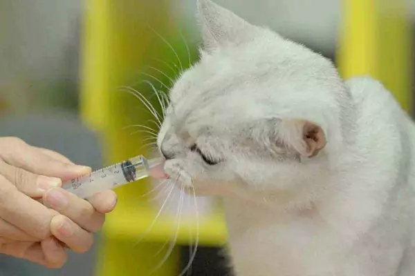 Как заставить кошку принимать лекарства?