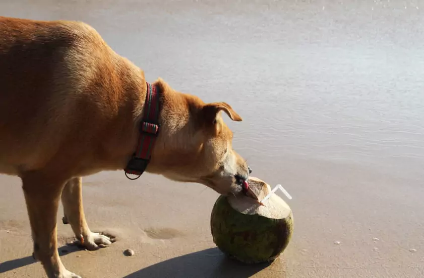 Можно ли собакам пить кокосовую воду?