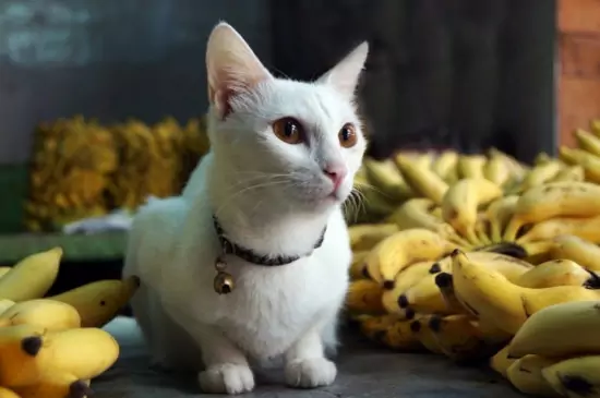 Можно ли кошкам есть бананы? Витамины, содержащиеся в бананах