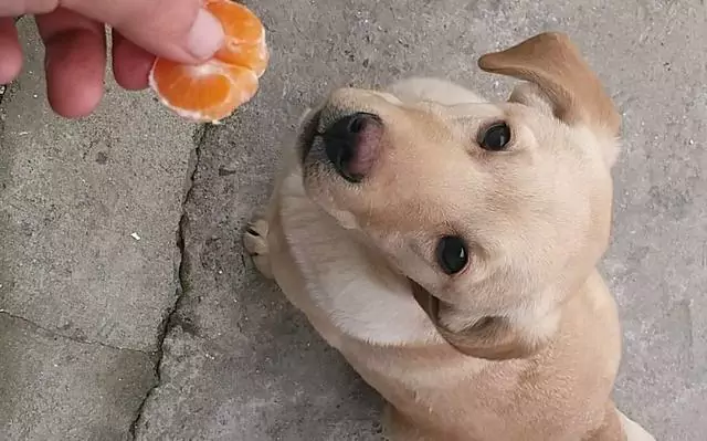 Можно ли собакам есть апельсины? Каковы преимущества употребления апельсинов для собак?