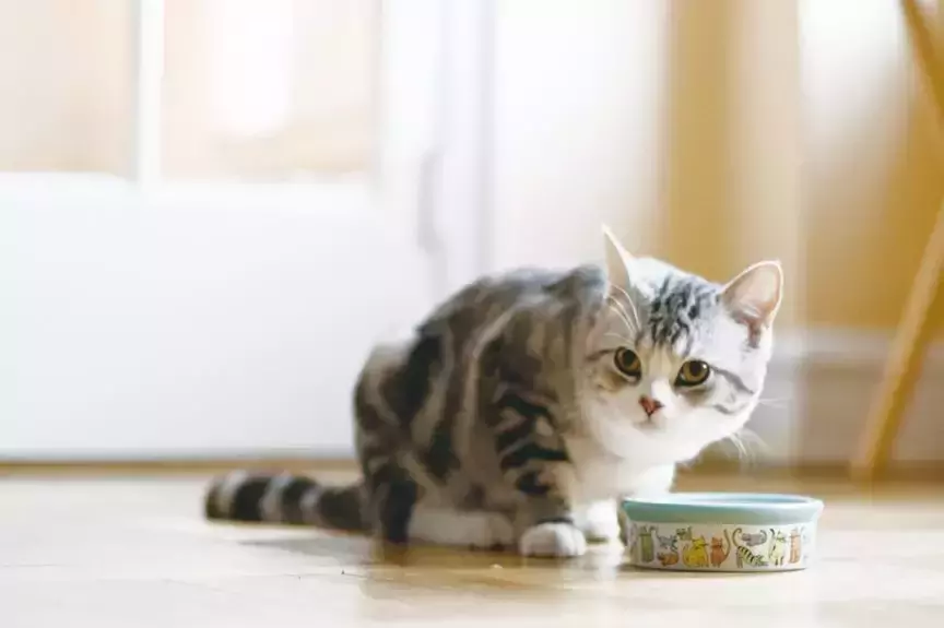 Сколько кормить кошку влажным кормом? Как выбрать качественный влажный корм для кошек?