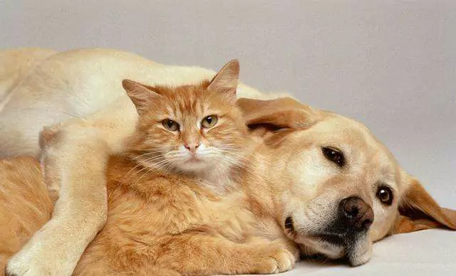 Почему собака лучше кошки? 10 причин, почему иметь собаку лучше, чем кошку