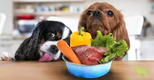Какие овощи можно есть собакам? Почему собаки должны есть овощи?