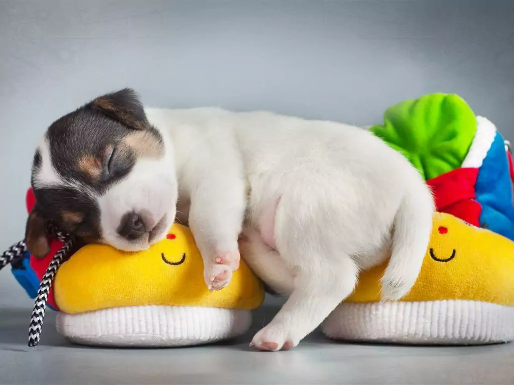 Почему собаки спят на спине? Преимущества и недостатки сна на спине