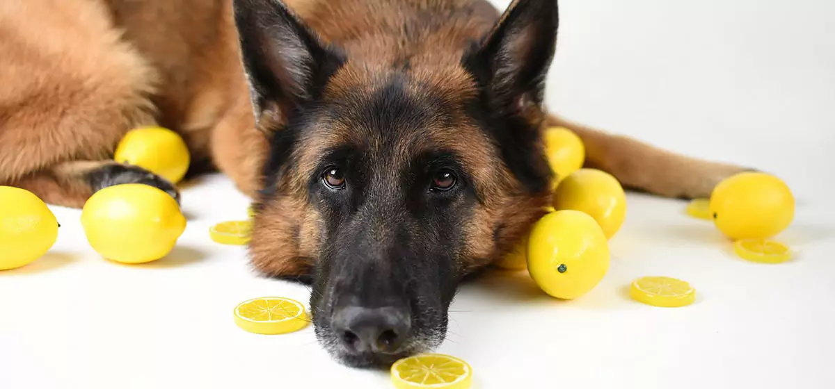Могут ли собаки есть лимоны? Собаки не могут есть лимоны
