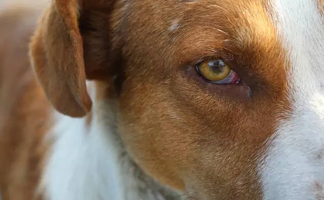 Почему у моей собаки красные глаза?