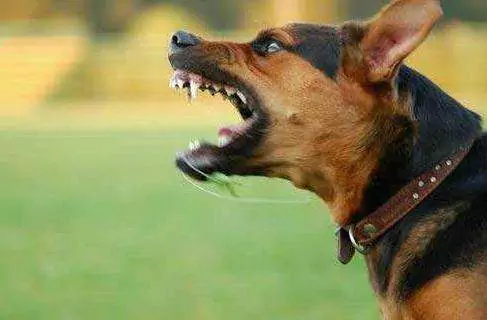 Как собаки заражаются бешенством? Профилактика бешенства