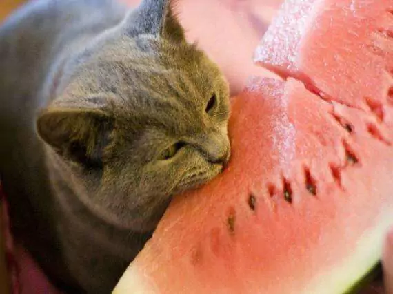 Можно ли кошкам есть арбуз? Вреден ли арбуз для кошек