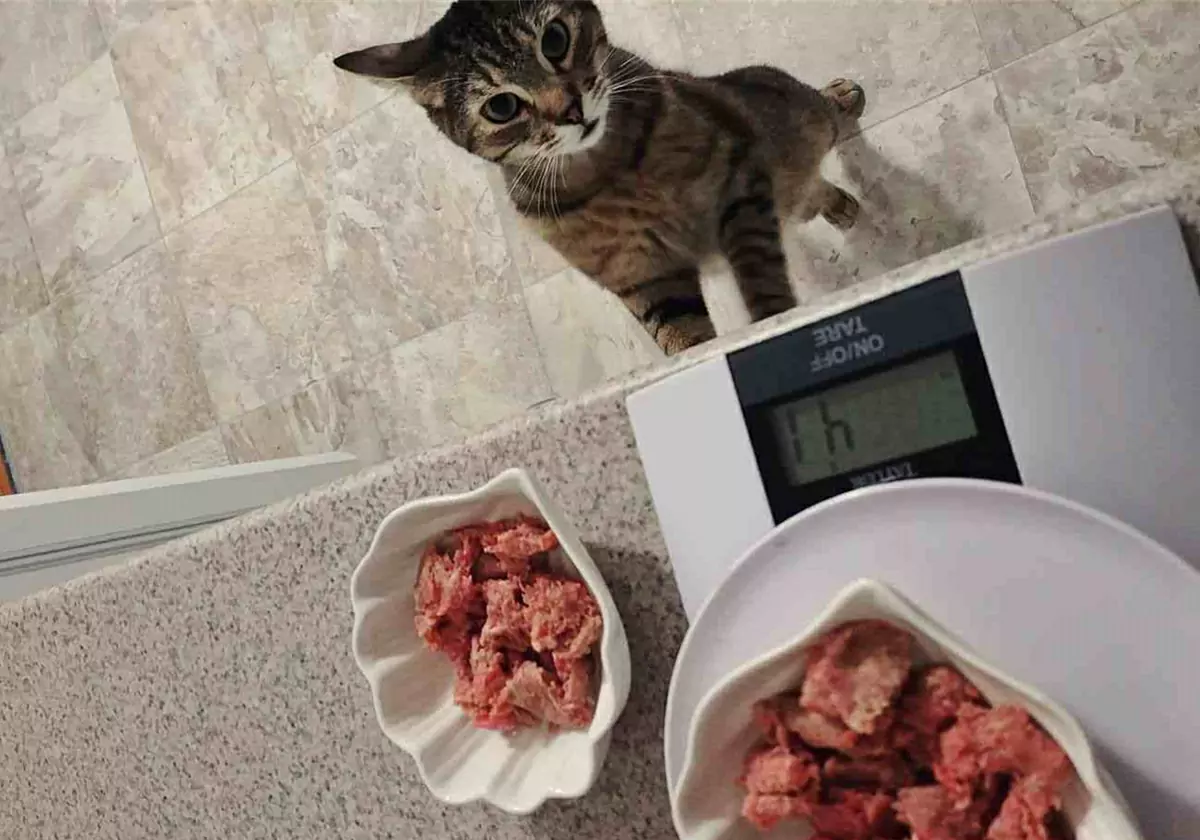Могут ли кошки есть сырое мясо?