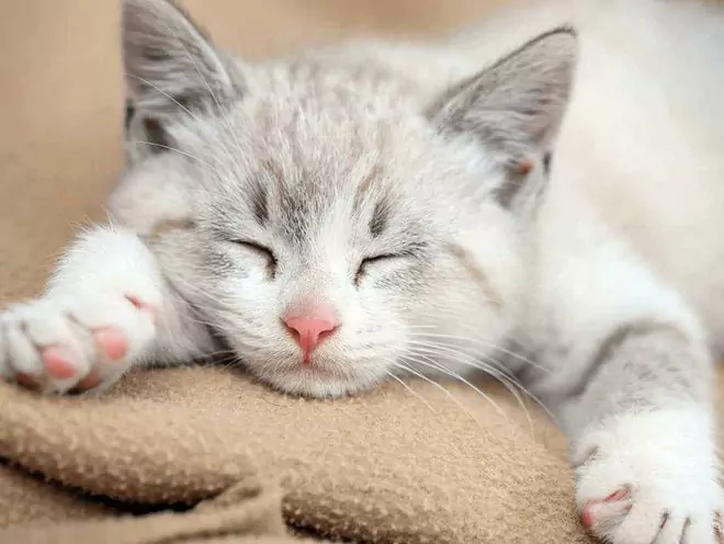 Бывают ли у кошек простуды? Что такое кошачья простуда?