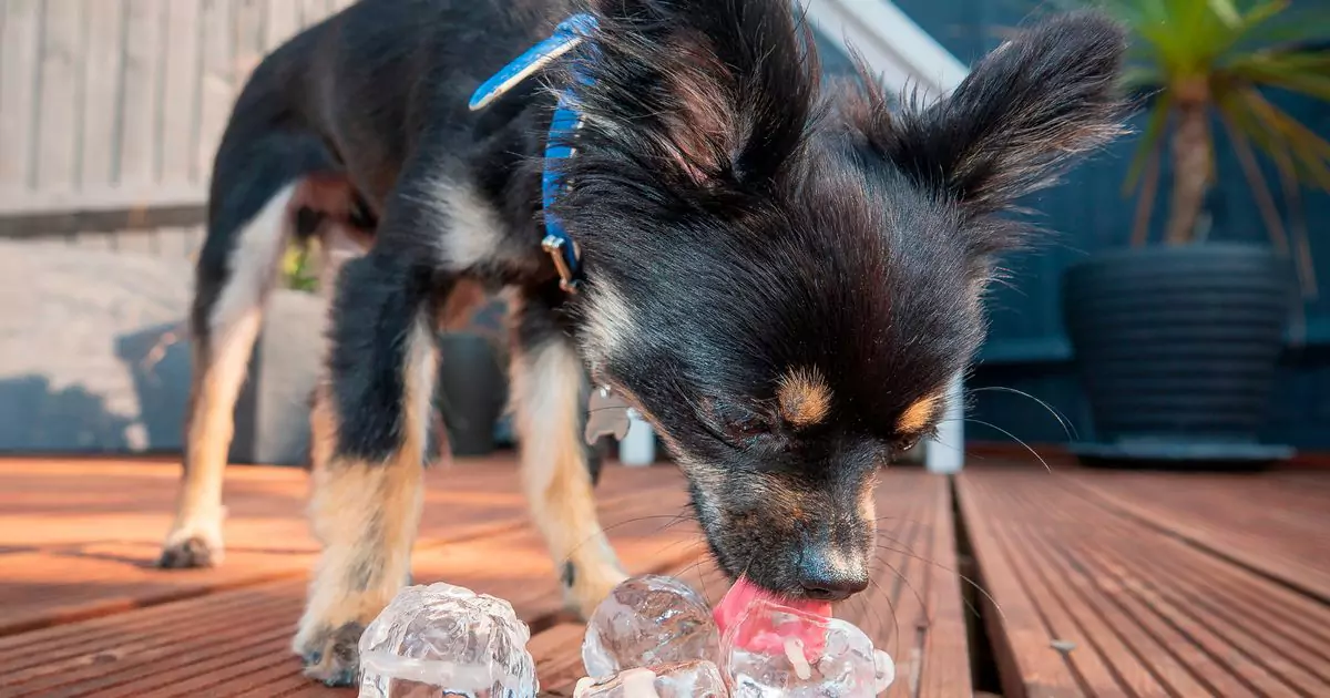 Могут ли собаки есть лед？ Любят ли собаки кубики льда?