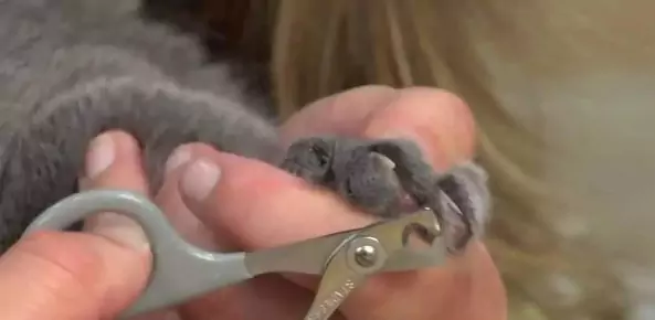 Как подстричь когти кошке? Каковы функции всех задних когтей кошки