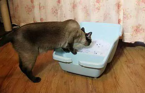 Почему моя кошка гадит на пол? Удаление запаха кошачьих какашек с напольной плитки
