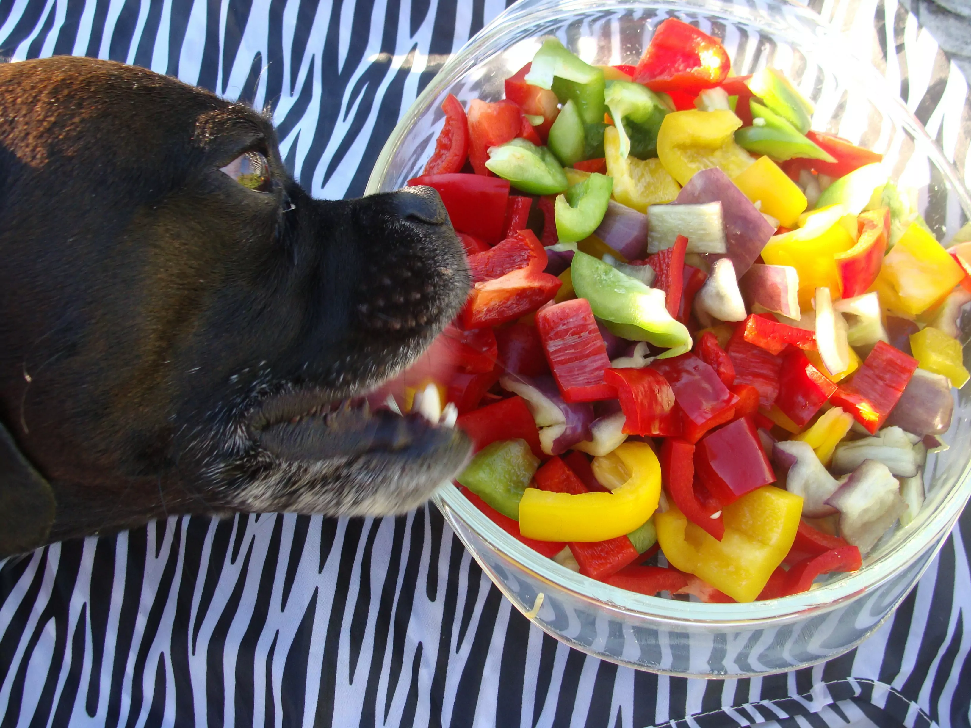 Могут ли собаки есть перец чили? Собаки едят чили как делать
