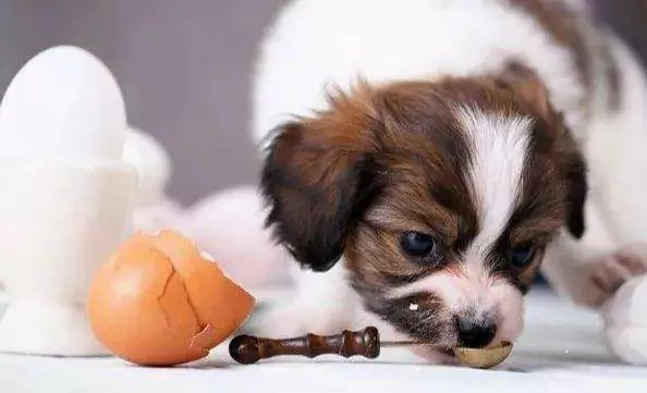Могут ли собаки есть сырые яйца? Что происходит с собаками, когда они едят сырые яйца