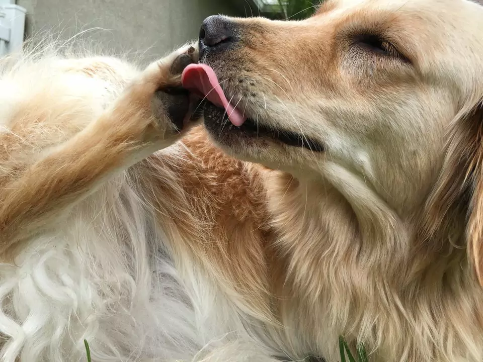 Почему собаки кусают свои лапы? Почему у них возникают межпальцевые инфекции?