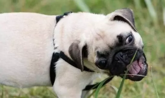 Можно ли собакам есть траву?