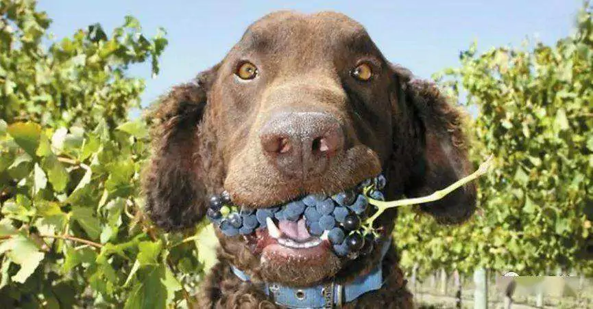Можно ли собакам есть виноград? Симптомы отравления у собак после поедания винограда